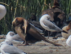 Chroicocephalus cirrocephalus poiocephalus