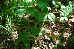 Cerastium pauciflorum