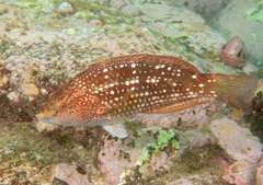 Notolabrus gymnogenis