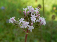 Valeriana tuberosa