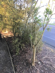 Melicytus ramiflorus ramiflorus