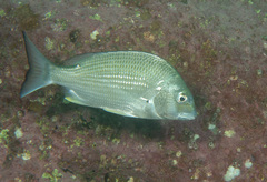 Acanthopagrus australis