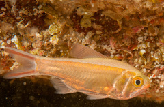 Optivus agastos