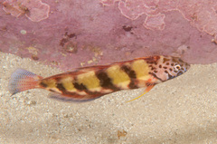 Eupetrichthys angustipes