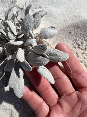 Abronia angustifolia