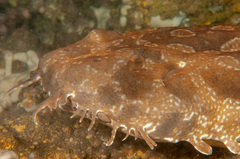 Orectolobus maculatus