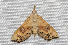 Hypenagonia