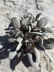 Abronia angustifolia