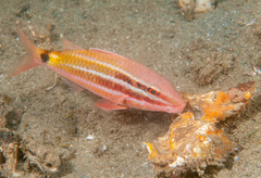 Parupeneus spilurus