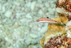 Thalassoma quinquevittatum