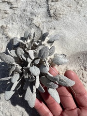 Abronia angustifolia