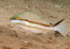 Canthigaster callisterna