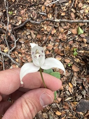 Codonorchis lessonii