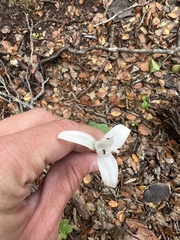 Codonorchis lessonii