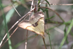 Anachloris subochraria