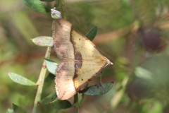 Anachloris subochraria