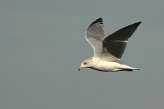 Larus delawarensis