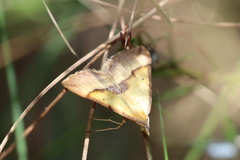 Anachloris subochraria