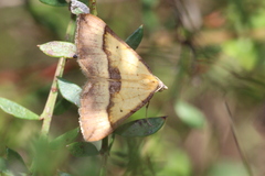 Anachloris subochraria