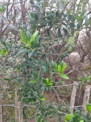 Olea europaea europaea