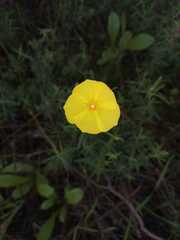 Cistus calycinus