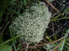 Cladonia confusa