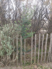 Olea europaea europaea