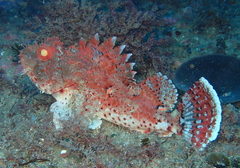 Scorpaena jacksoniensis