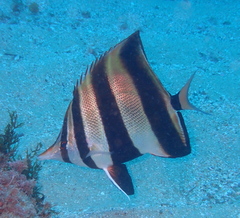 Chelmonops truncatus