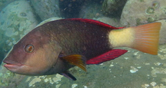 Notolabrus gymnogenis