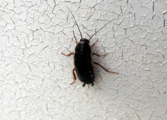 Loboptera