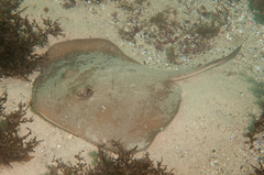 Trygonoptera testacea