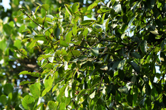 Garcinia gummi-gutta