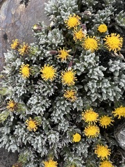 Senecio magellanicus