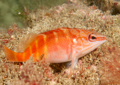 Hypoplectrodes maccullochi