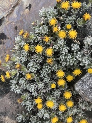 Senecio magellanicus