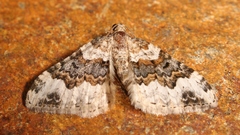 Epirrhoe galiata