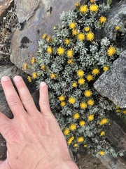 Senecio magellanicus