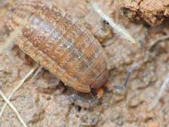 Proporcellio