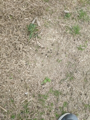 Lagomorpha