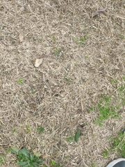 Lagomorpha