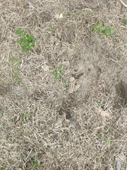 Lagomorpha