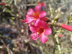 Cantua buxifolia
