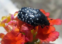 Oxythyrea pantherina