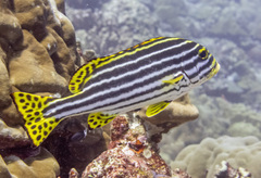 Plectorhinchus vittatus