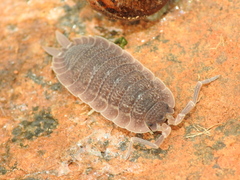 Porcellio echinatus