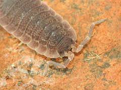 Porcellio echinatus