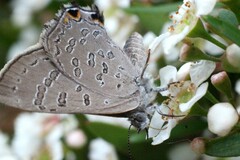 Acrodipsas myrmecophila