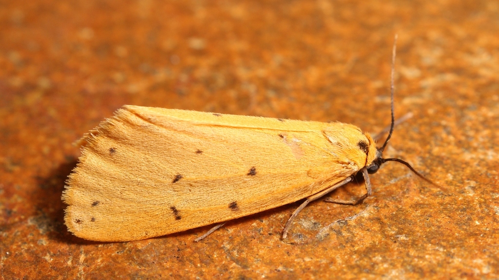 Setina flavicans