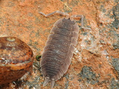 Porcellio echinatus